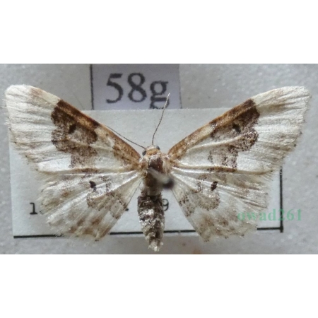 Idaea rusticata (Denis & Schiffermüller, 1775) Krocznik wieśniaczek Slovakia58g